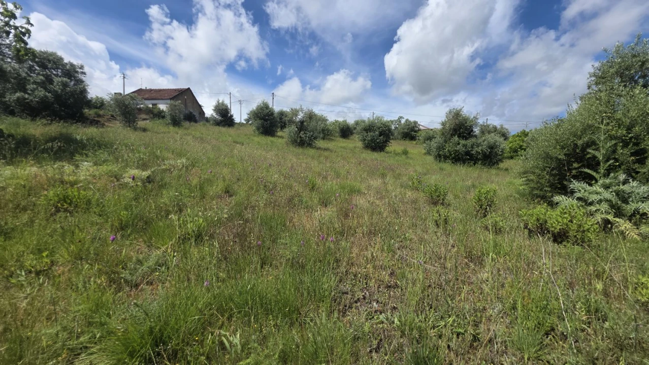Terreno para Venda em Madalena e Beselga Foto 21