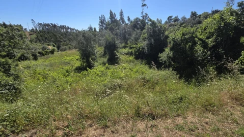 Terreno para Venda em Igreja Nova do Sobral