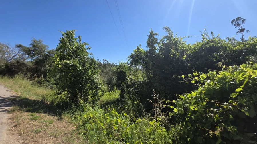 Terreno para Venda em Igreja Nova do Sobral Foto 12