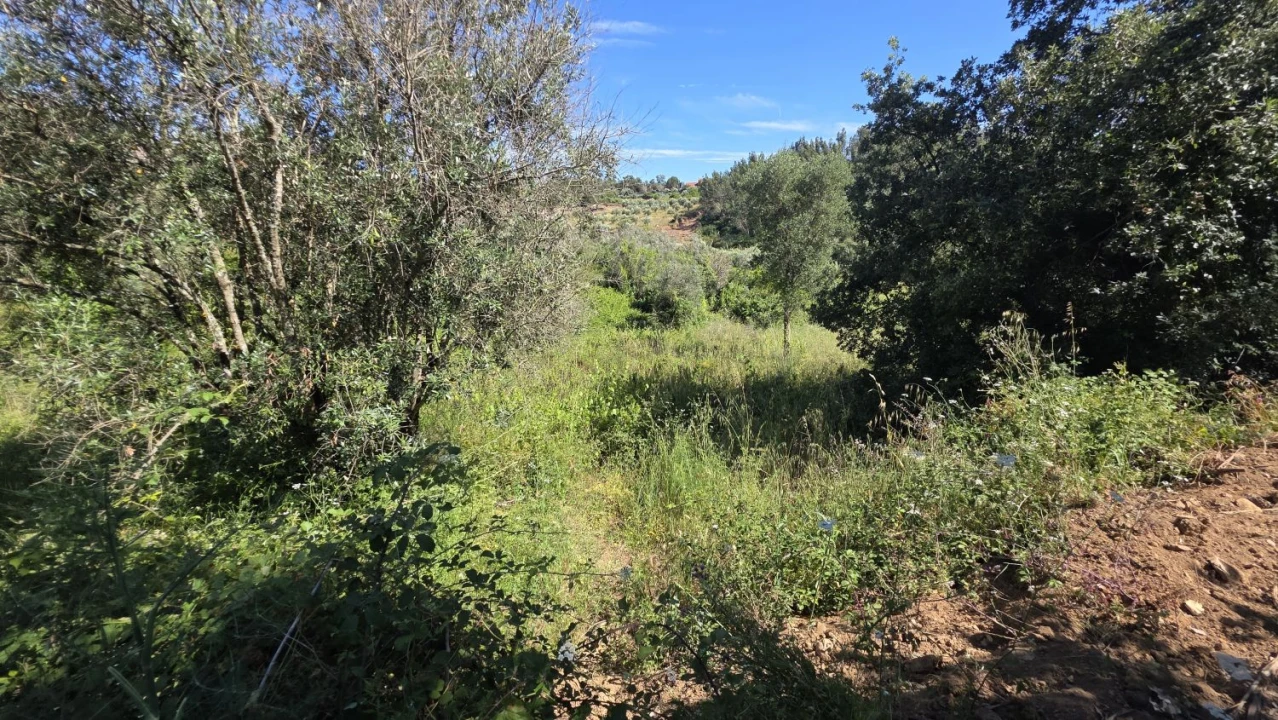 Terreno para Venda em Igreja Nova do Sobral Foto 16