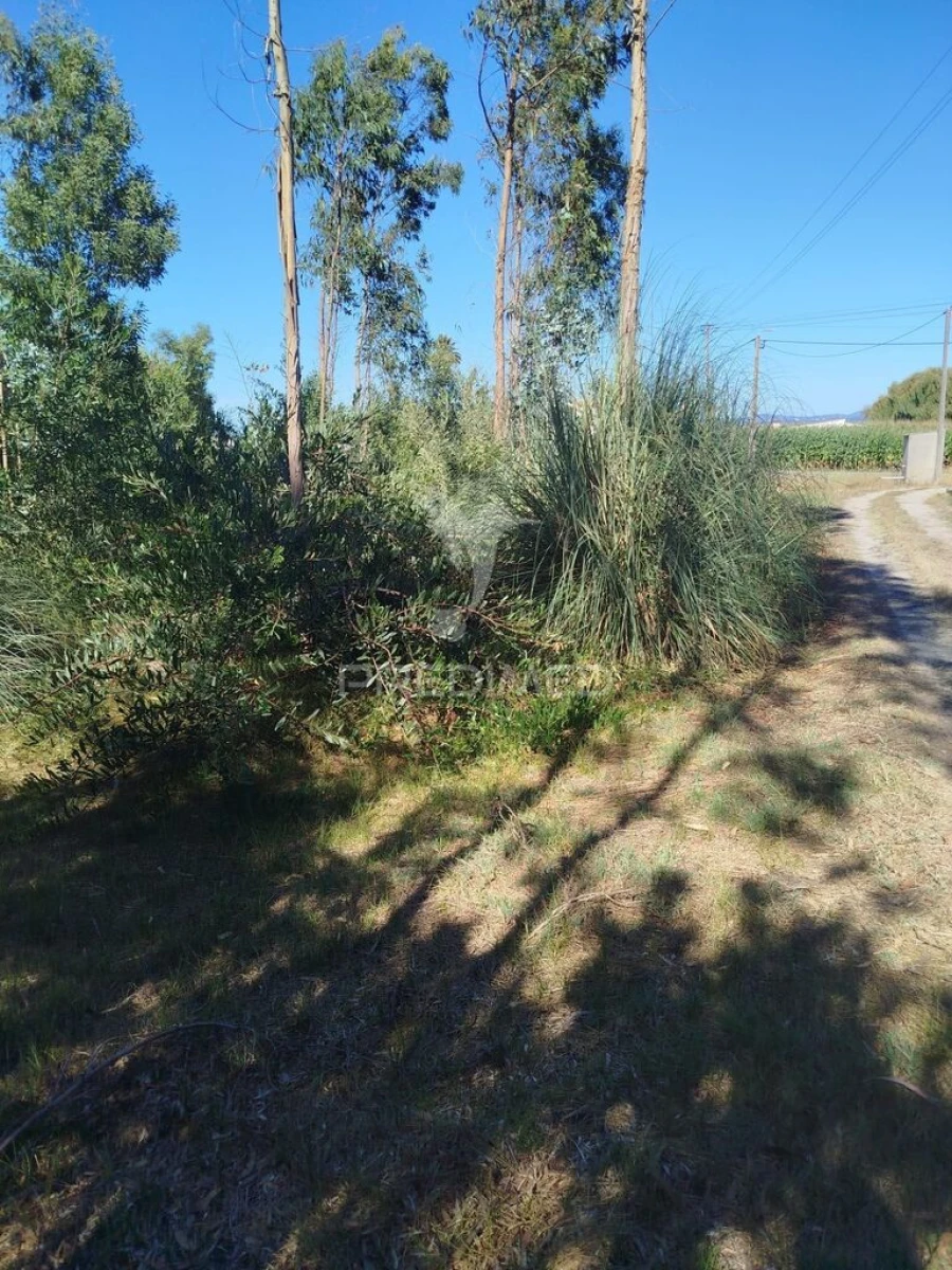 Terreno para Venda em Ovar, São João, Arada e São Vicente de Pereira Jusã Foto 6