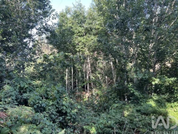 Quinta para Venda em Serrazes