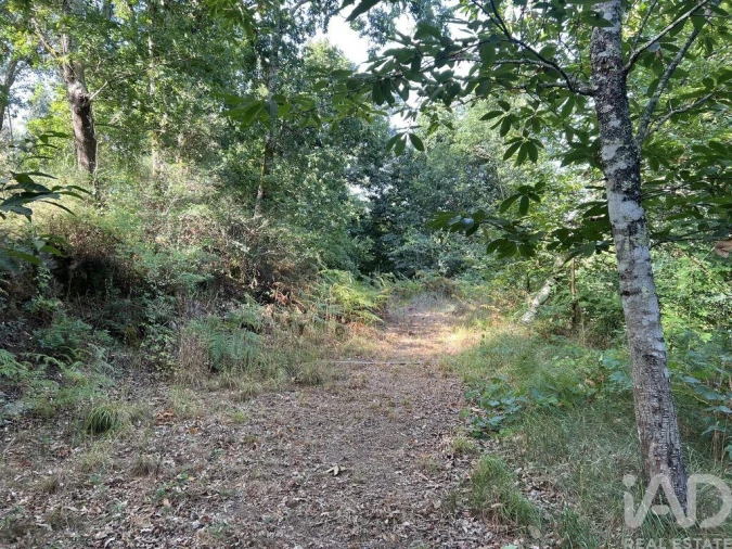 Quinta para Venda em Serrazes Foto 14