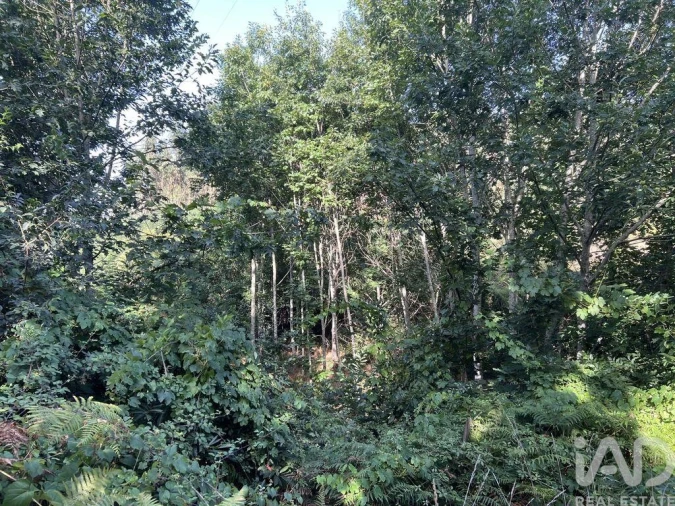 Quinta para Venda em Serrazes Foto 12