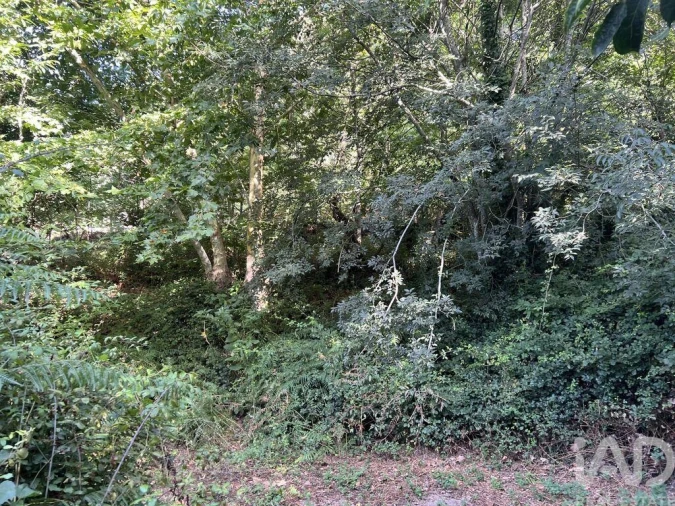 Quinta para Venda em Serrazes Foto 13
