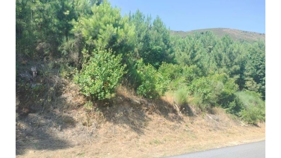 Terreno para Venda em Nossa Senhora da Conceição, São Pedro e São Dinis