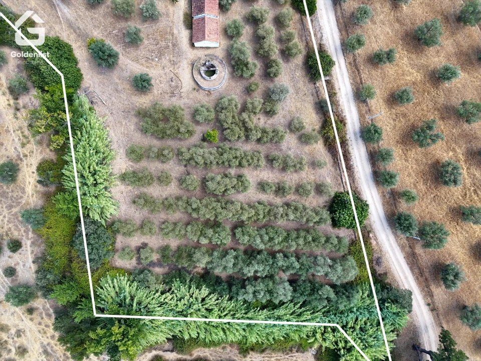 Quinta T1 para Venda em Benavila e Valongo Foto 3
