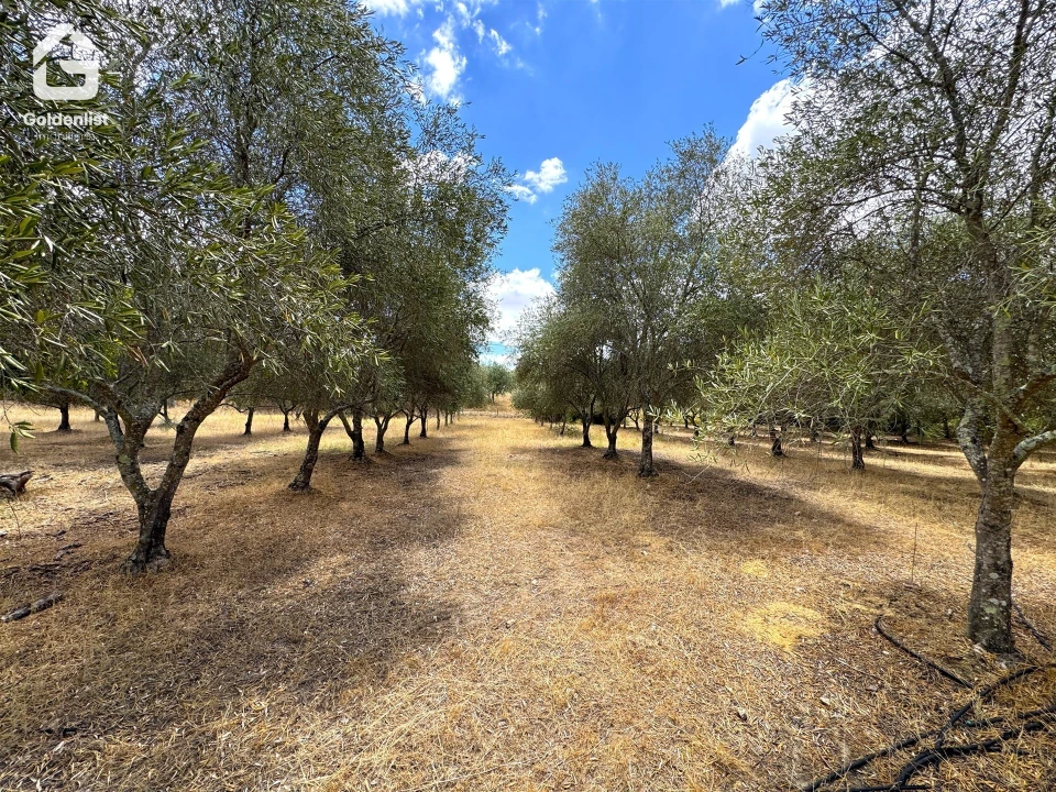 Quinta T1 para Venda em Benavila e Valongo Foto 23