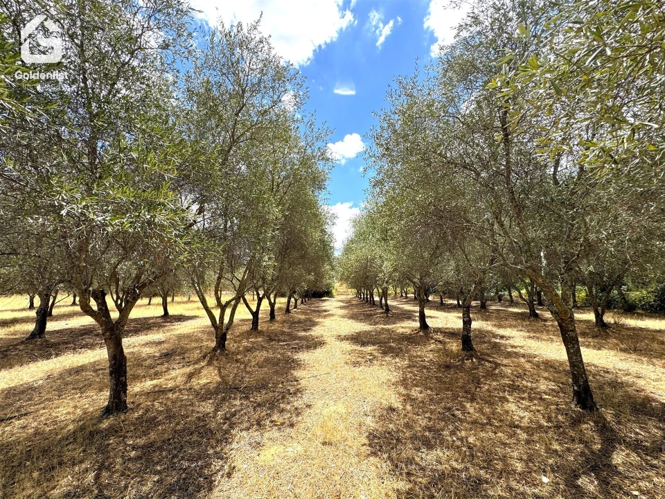 Quinta T1 para Venda em Benavila e Valongo Foto 29