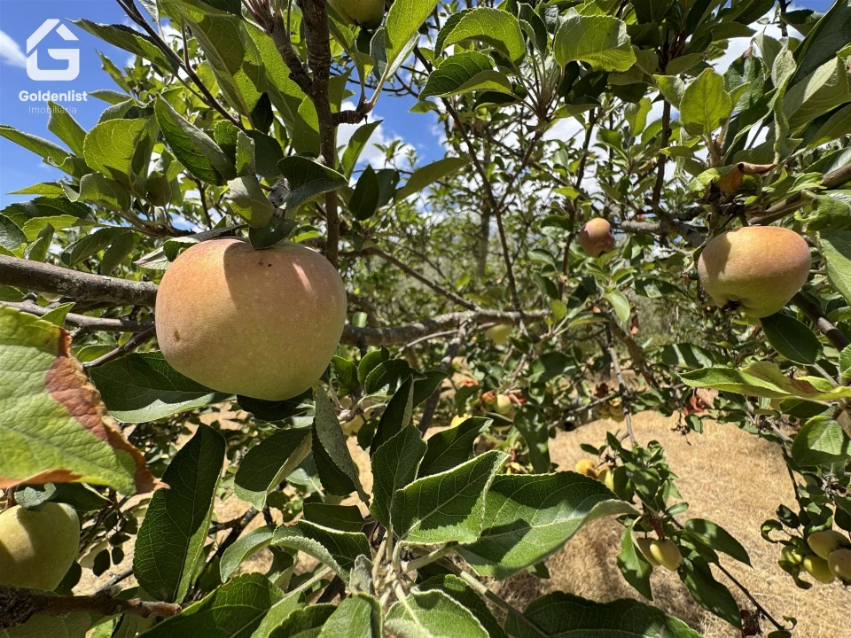 Quinta T1 para Venda em Benavila e Valongo Foto 30