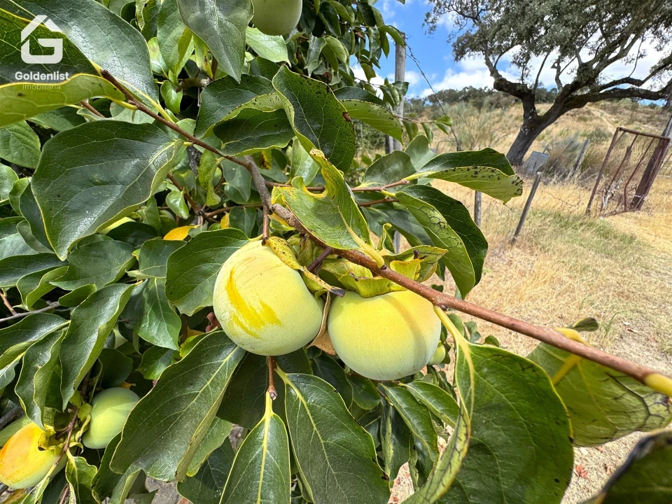 Quinta T1 para Venda em Benavila e Valongo Foto 34