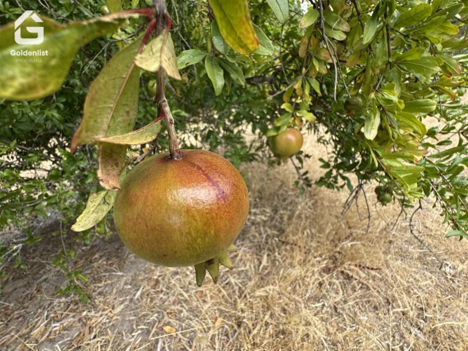Quinta T1 para Venda em Benavila e Valongo Foto 28