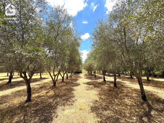 Quinta T1 para Venda em Benavila e Valongo Foto 29