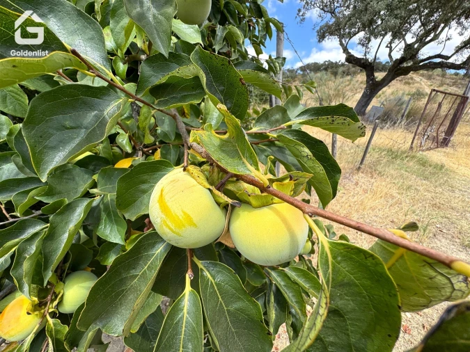 Quinta T1 para Venda em Benavila e Valongo Foto 34