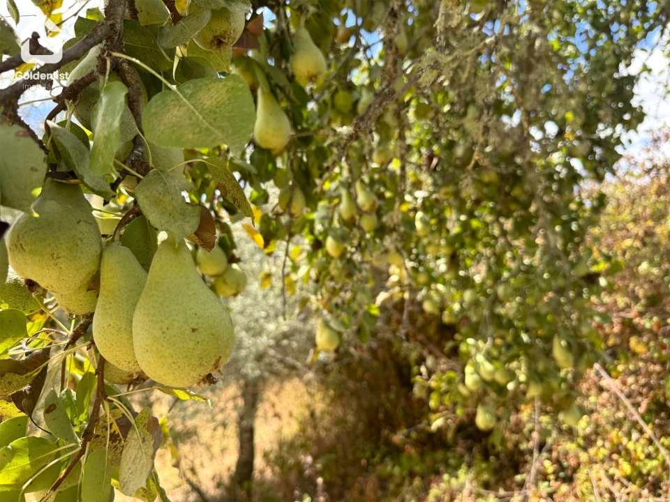 Quinta T1 para Venda em Benavila e Valongo Foto 35