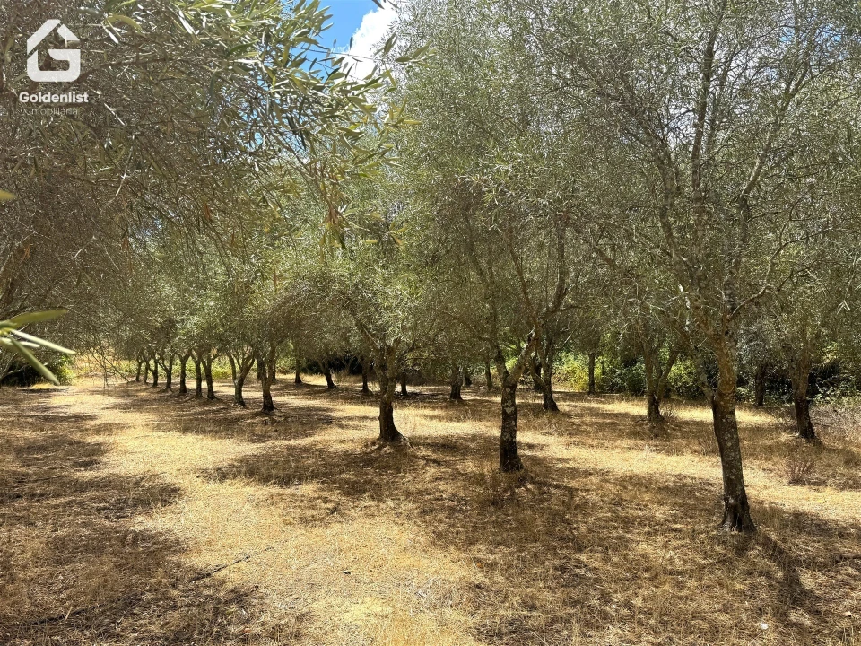 Quinta T1 para Venda em Benavila e Valongo Foto 25
