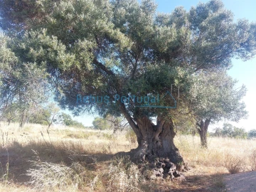 Terreno para Venda em Boliqueime