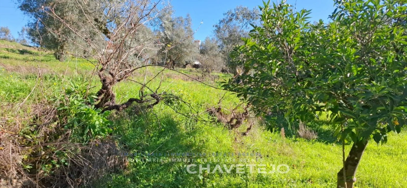 Terreno para Venda em Serra e Junceira Foto 5
