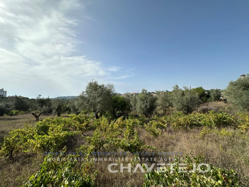 Terreno para Venda em Serra e Junceira Foto 9
