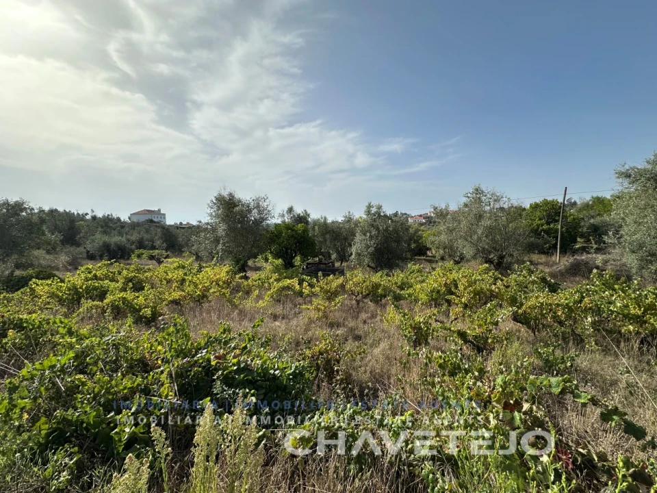 Terreno para Venda em Serra e Junceira Foto 11