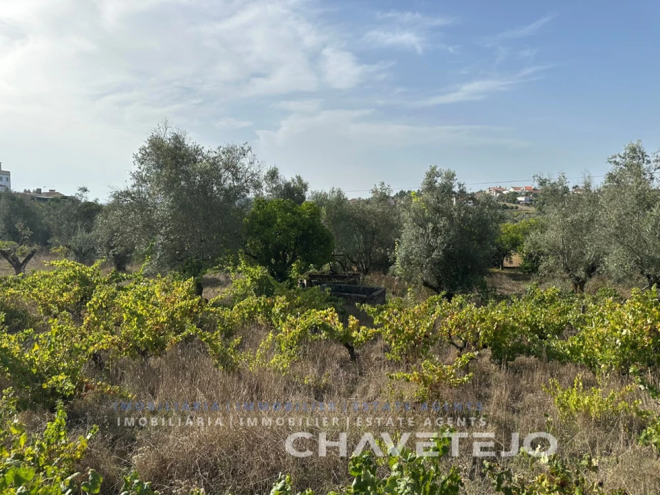 Terreno para Venda em Serra e Junceira Foto 15