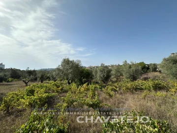 Terreno para Venda em Serra e Junceira