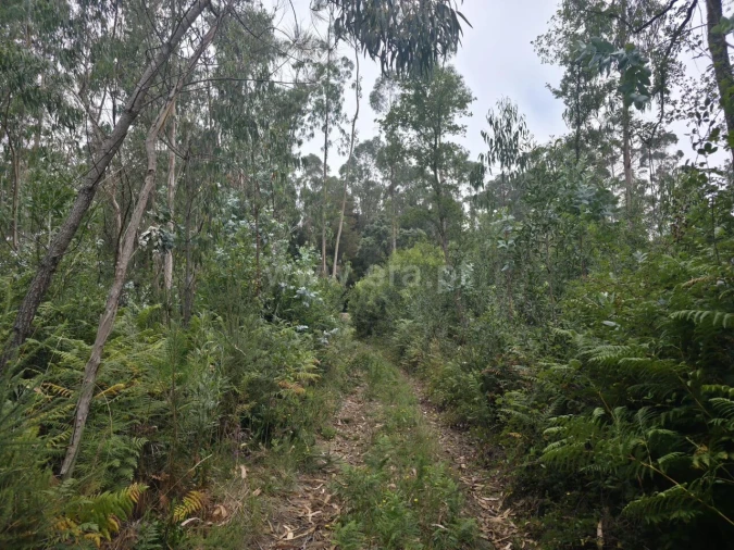 Terreno para Venda em Malta e Canidelo Foto 2