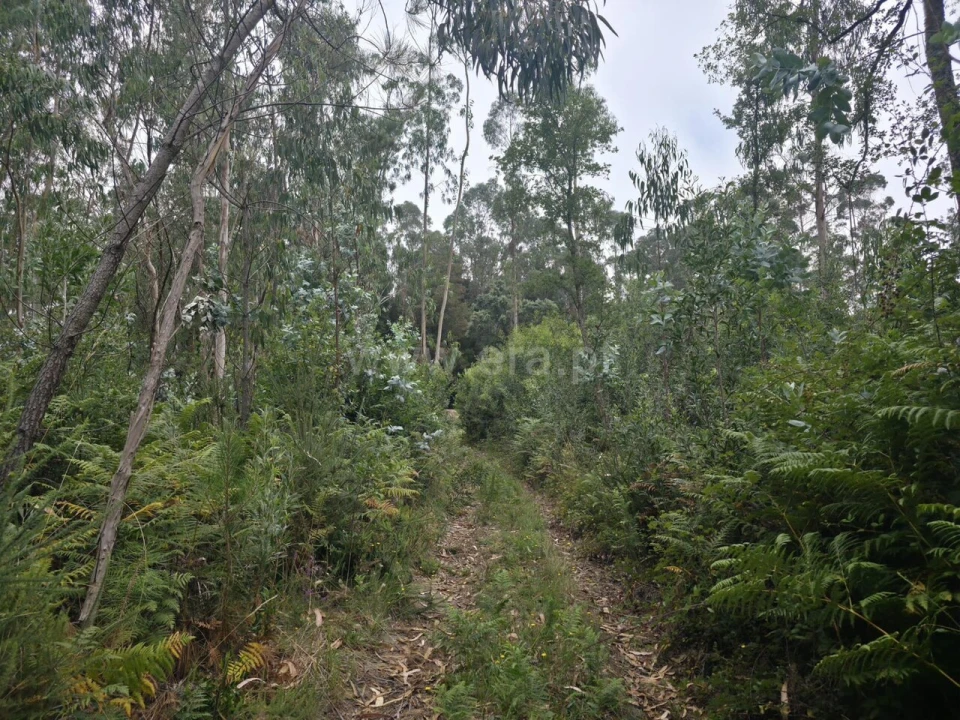 Terreno para Venda em Malta e Canidelo Foto 2