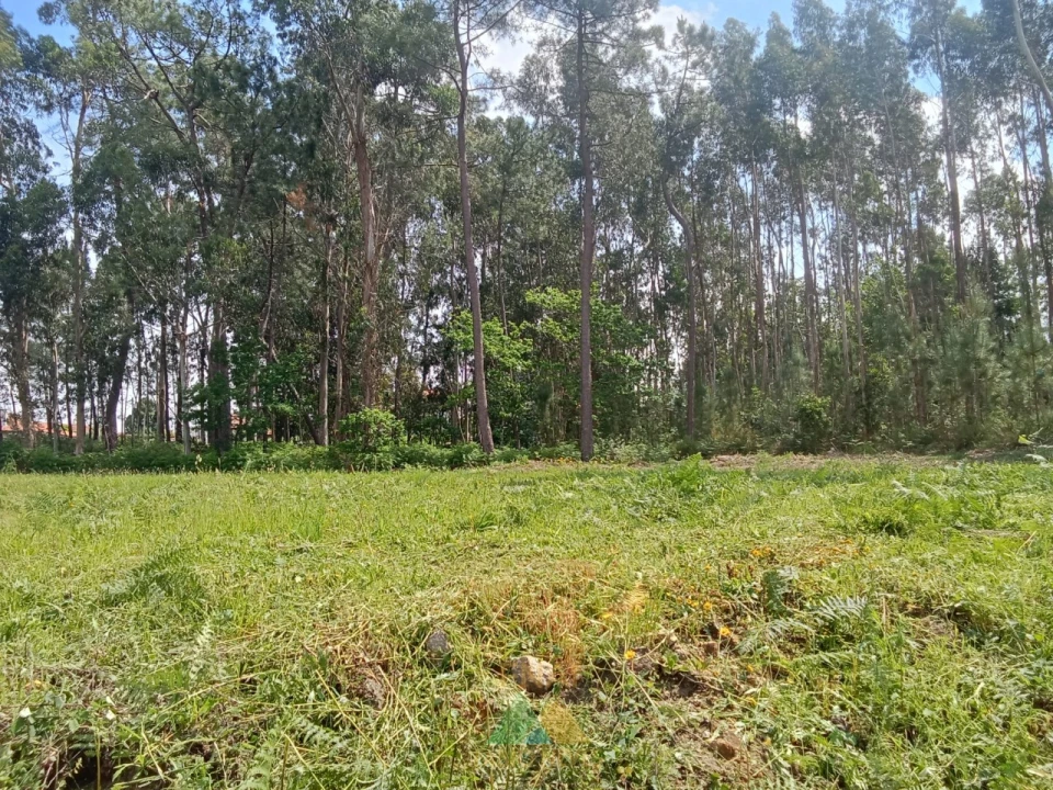 Terreno para Venda em São Pedro de Arcos Foto 9