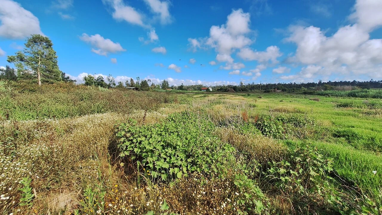 Terreno para Venda em Vieira de Leiria Foto 6