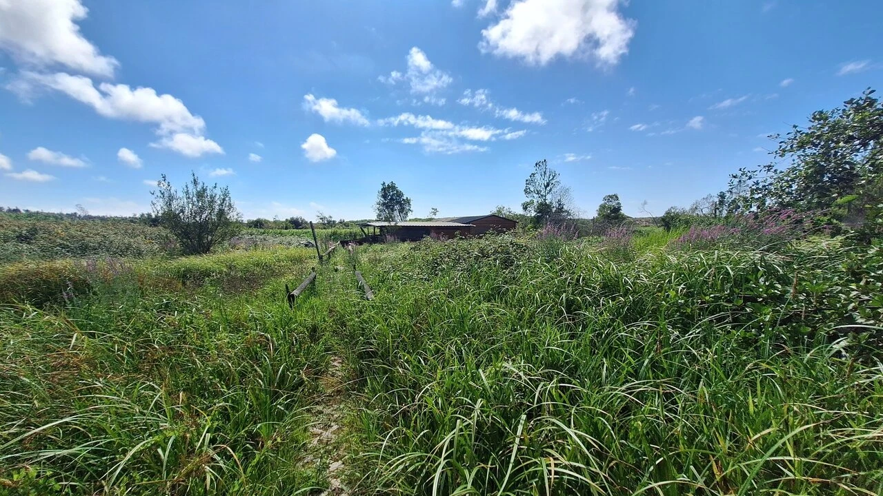 Terreno para Venda em Vieira de Leiria Foto 12