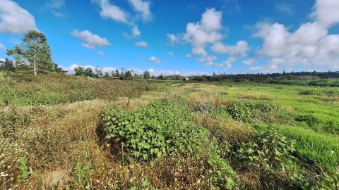 Terreno para Venda em Vieira de Leiria