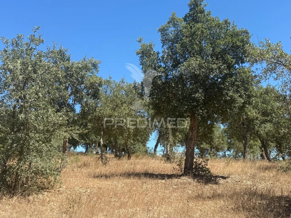 Quinta T7 para Venda em São Luis Foto 8