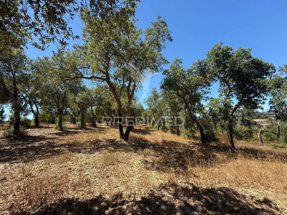 Quinta T7 para Venda em São Luis Foto 23