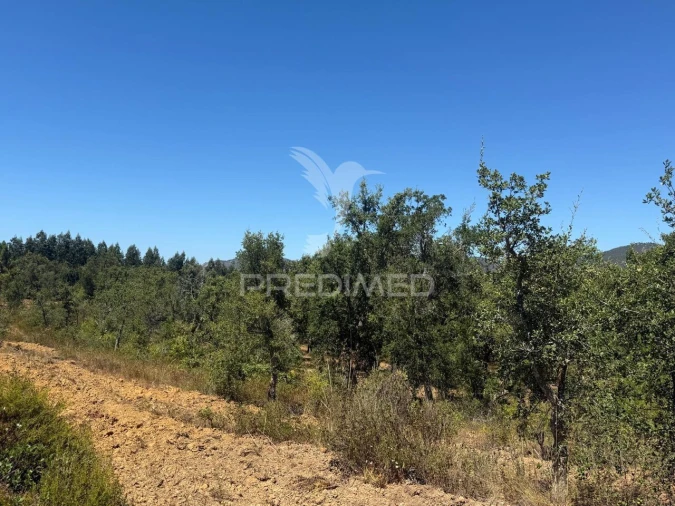 Quinta T7 para Venda em São Luis Foto 16