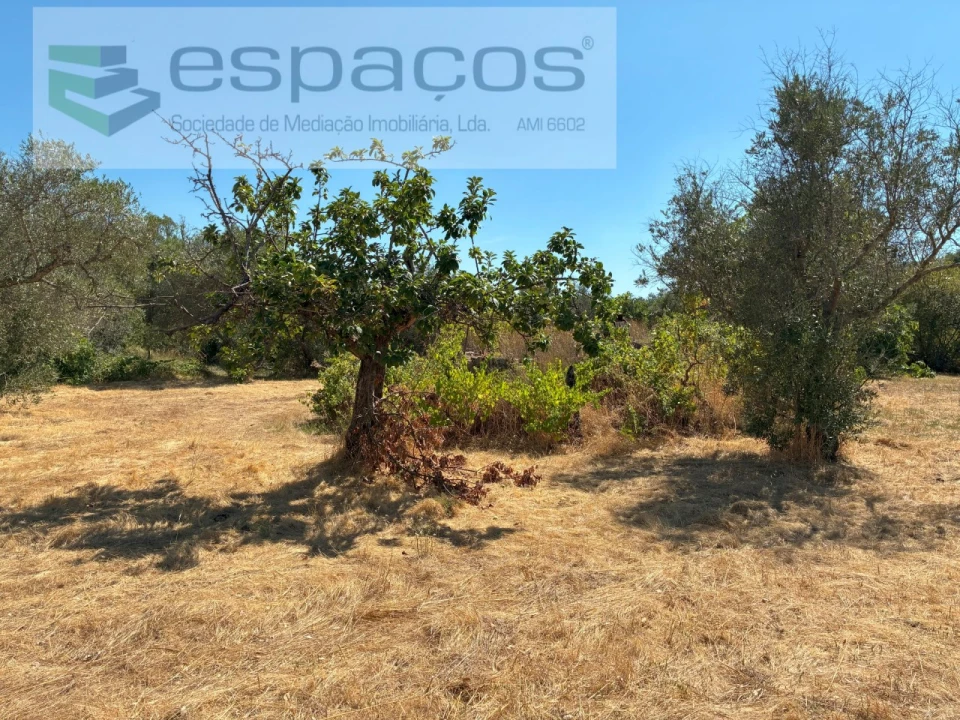 Terreno Agricola ou Rústico para Venda em Telhado Foto 6