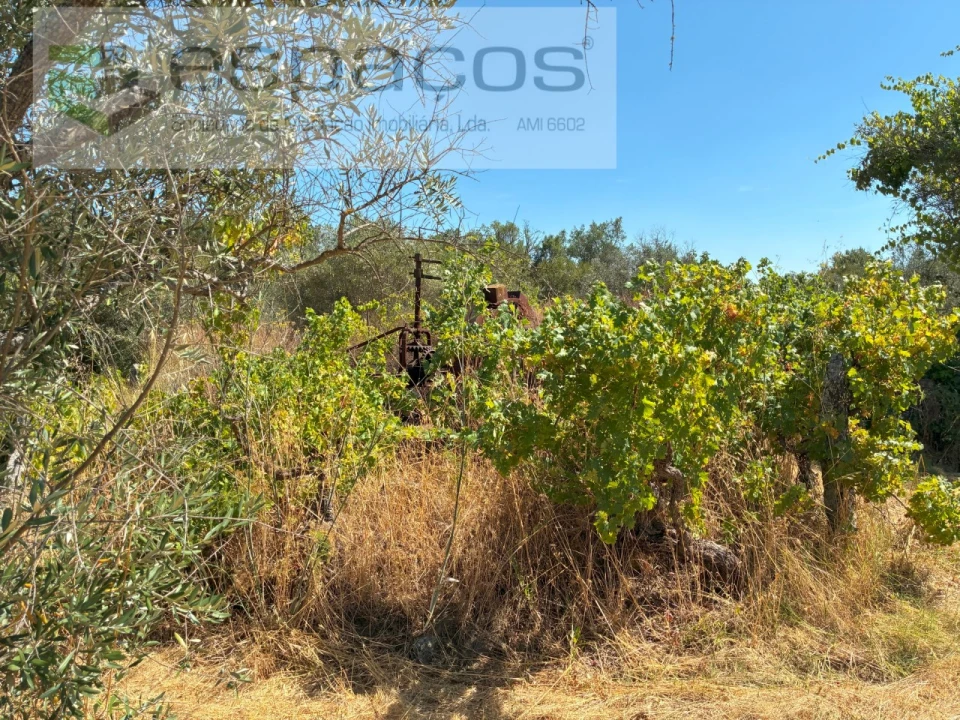 Terreno Agricola ou Rústico para Venda em Telhado Foto 9
