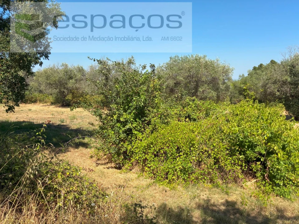Terreno Agricola ou Rústico para Venda em Telhado Foto 12