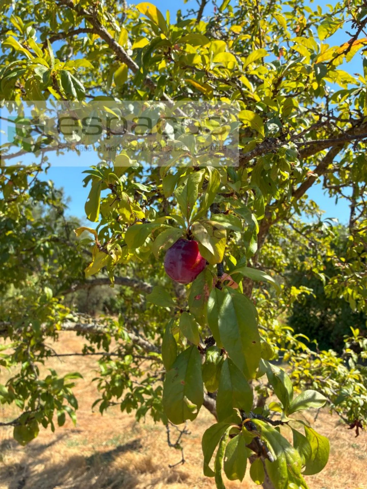 Terreno Agricola ou Rústico para Venda em Telhado Foto 13