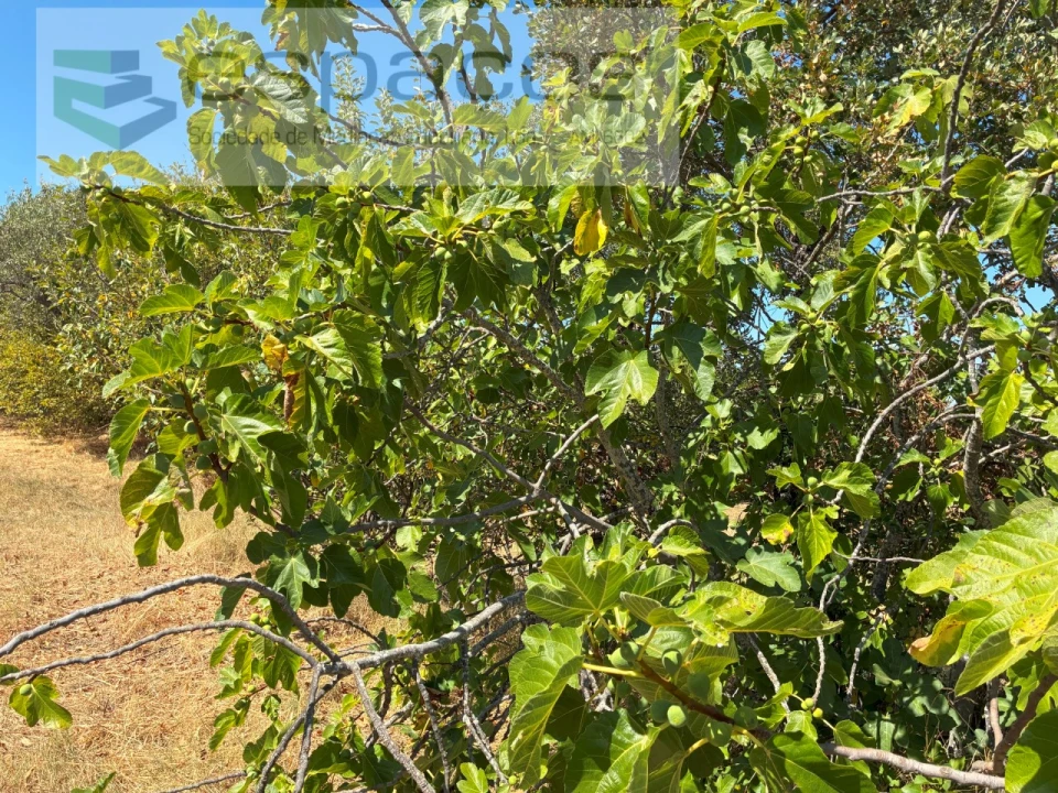 Terreno Agricola ou Rústico para Venda em Telhado Foto 14