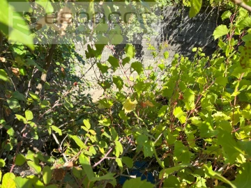 Terreno Agricola ou Rústico para Venda em Telhado