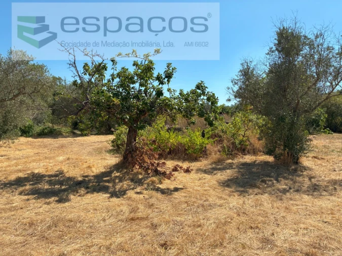 Terreno Agricola ou Rústico para Venda em Telhado Foto 6