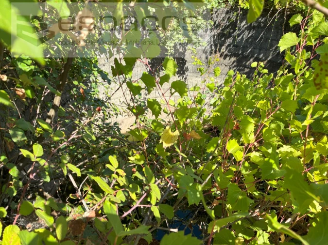 Terreno Agricola ou Rústico para Venda em Telhado Foto 8