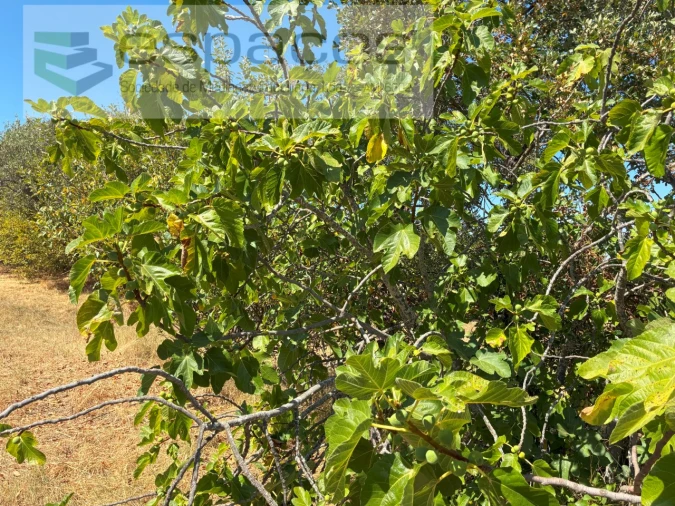 Terreno Agricola ou Rústico para Venda em Telhado Foto 14