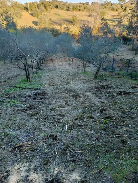 Terreno para Venda em Torres Novas (Santa Maria, Salvador e Santiago)