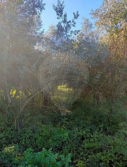 Terreno para Venda em Torres Novas (Santa Maria, Salvador e Santiago)