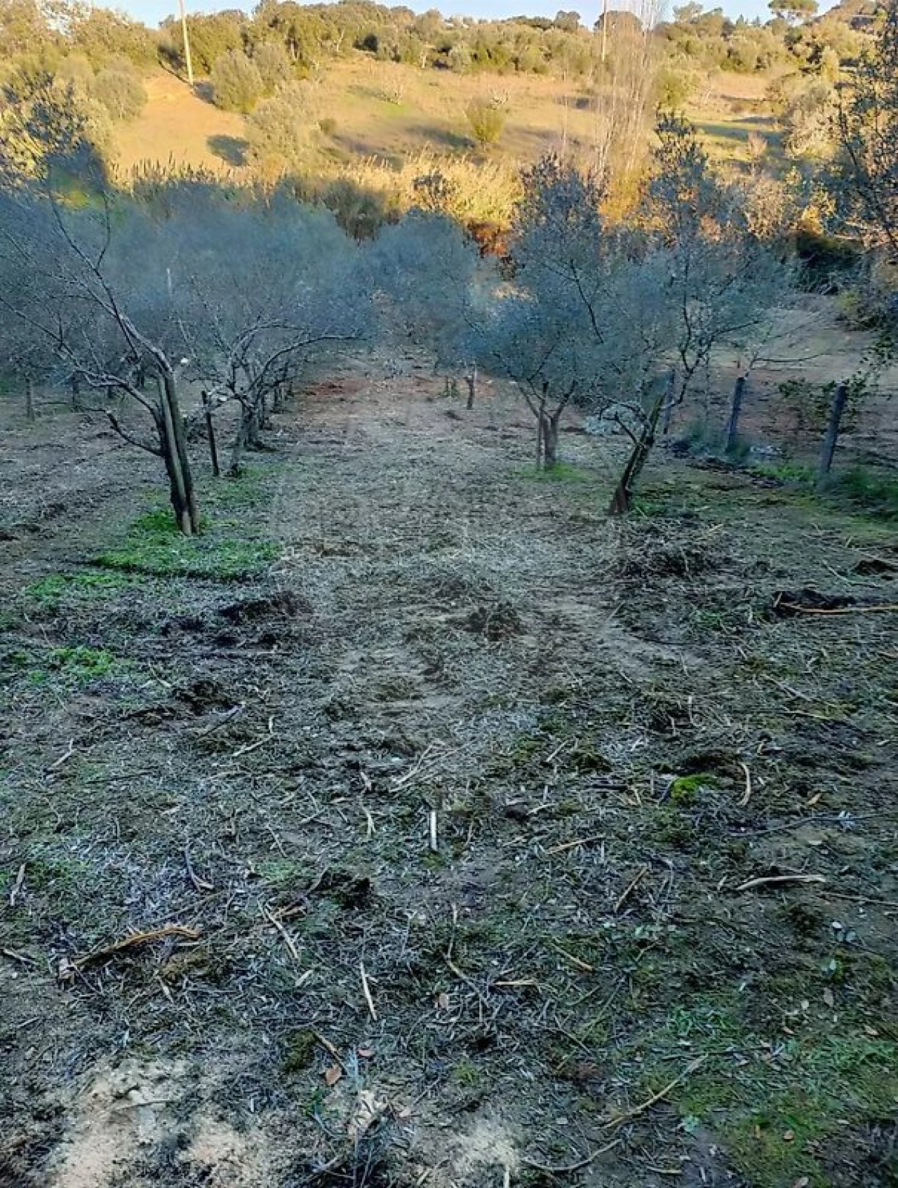 Terreno para Venda em Torres Novas (Santa Maria, Salvador e Santiago) Foto 1