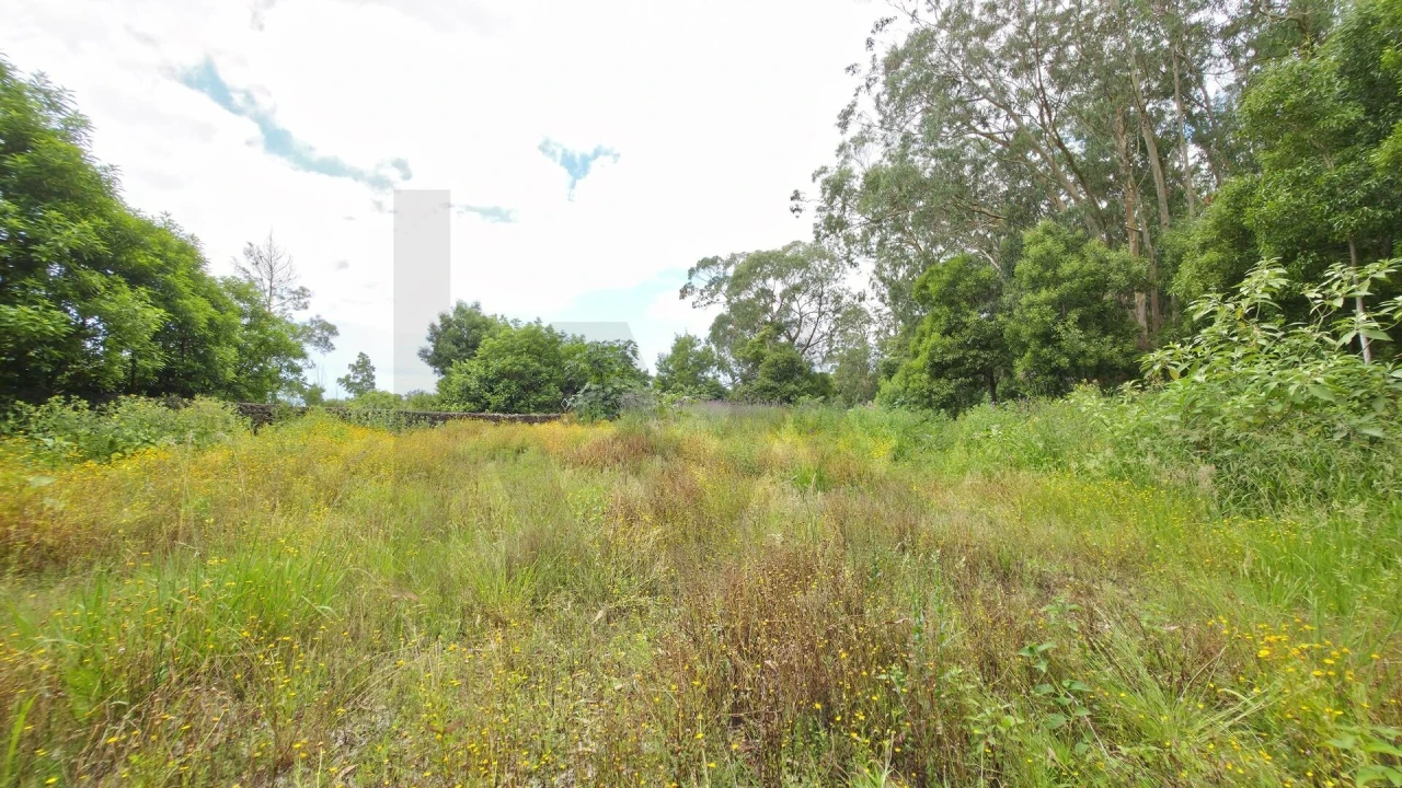 Terreno para Venda em Rosto do Cão (Livramento) Foto 3