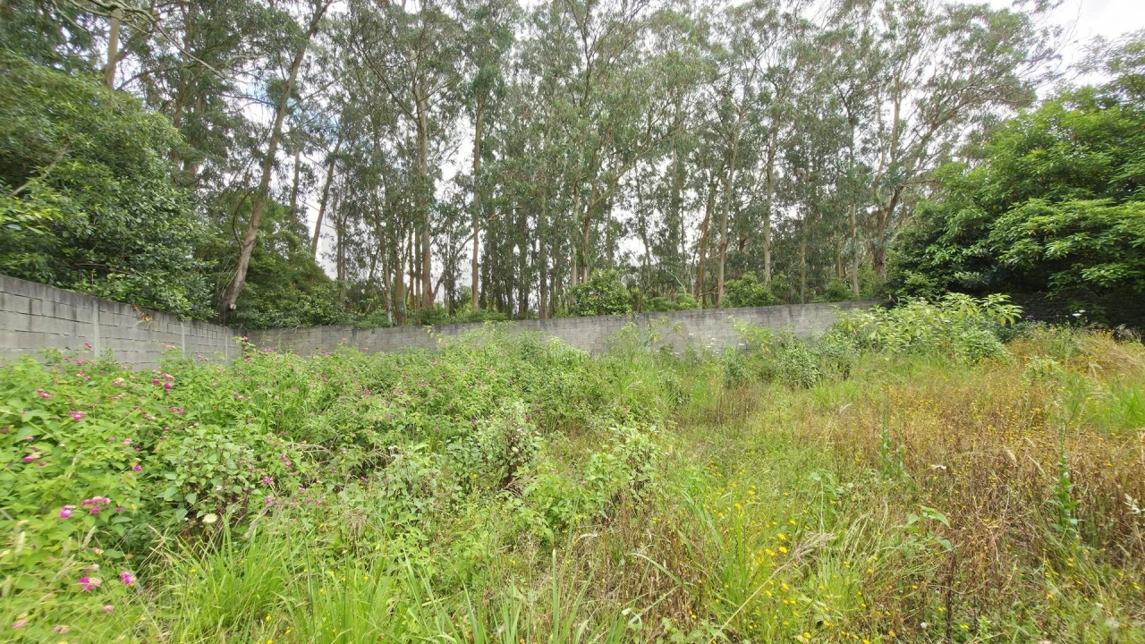 Terreno para Venda em Rosto do Cão (Livramento) Foto 2
