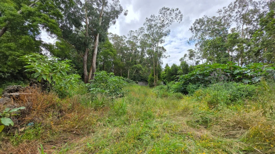 Terreno para Venda em Rosto do Cão (Livramento) Foto 17